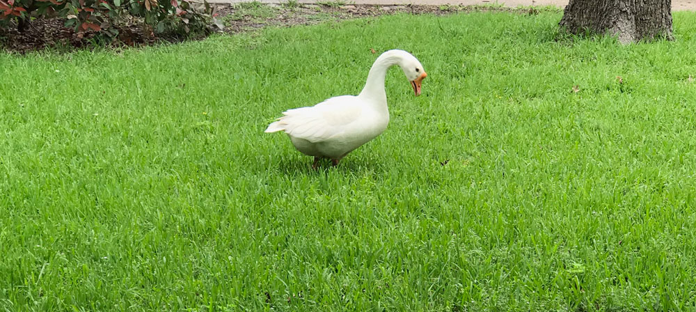 Goose in a Dallas backyard