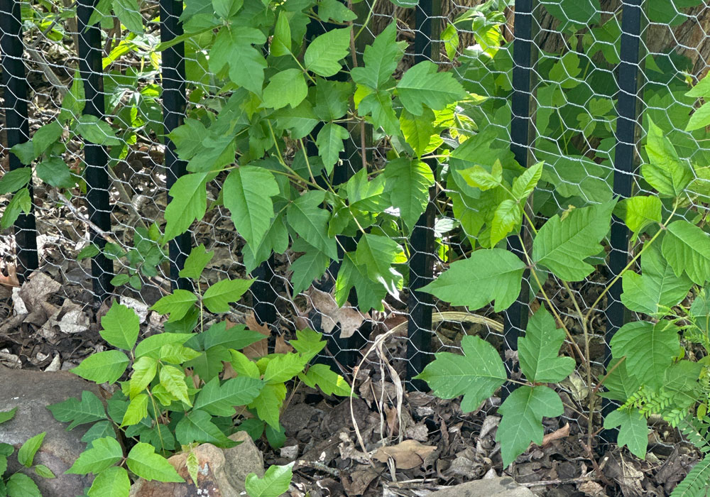 poison ivy on fence