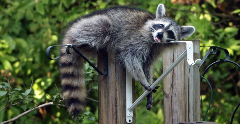 Raccoon in Dallas backyard