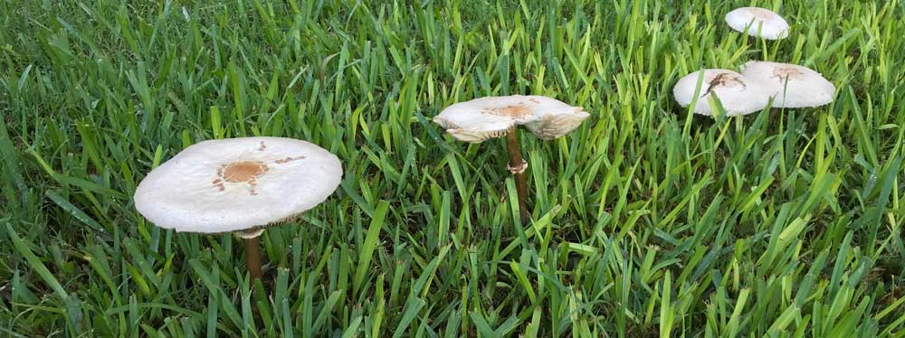 Image of toxic mushrooms growing in a Dallas, Texas backyard