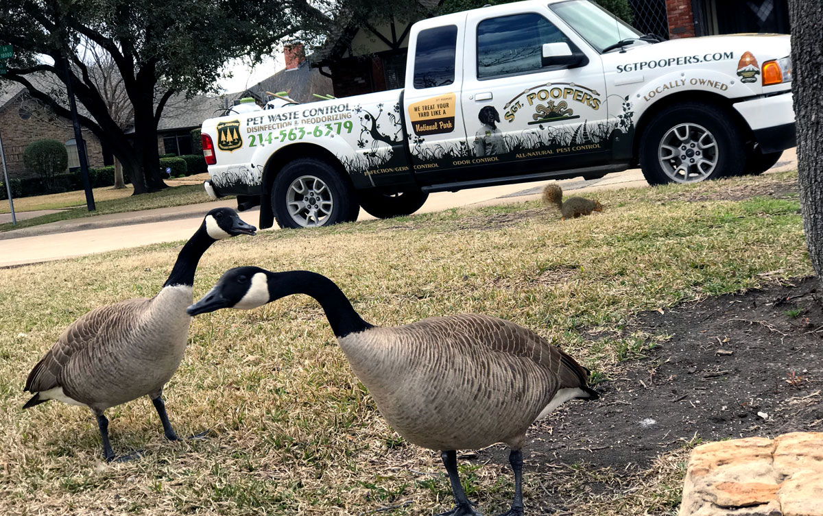 Canadian geese by Sgt. Poopers truck