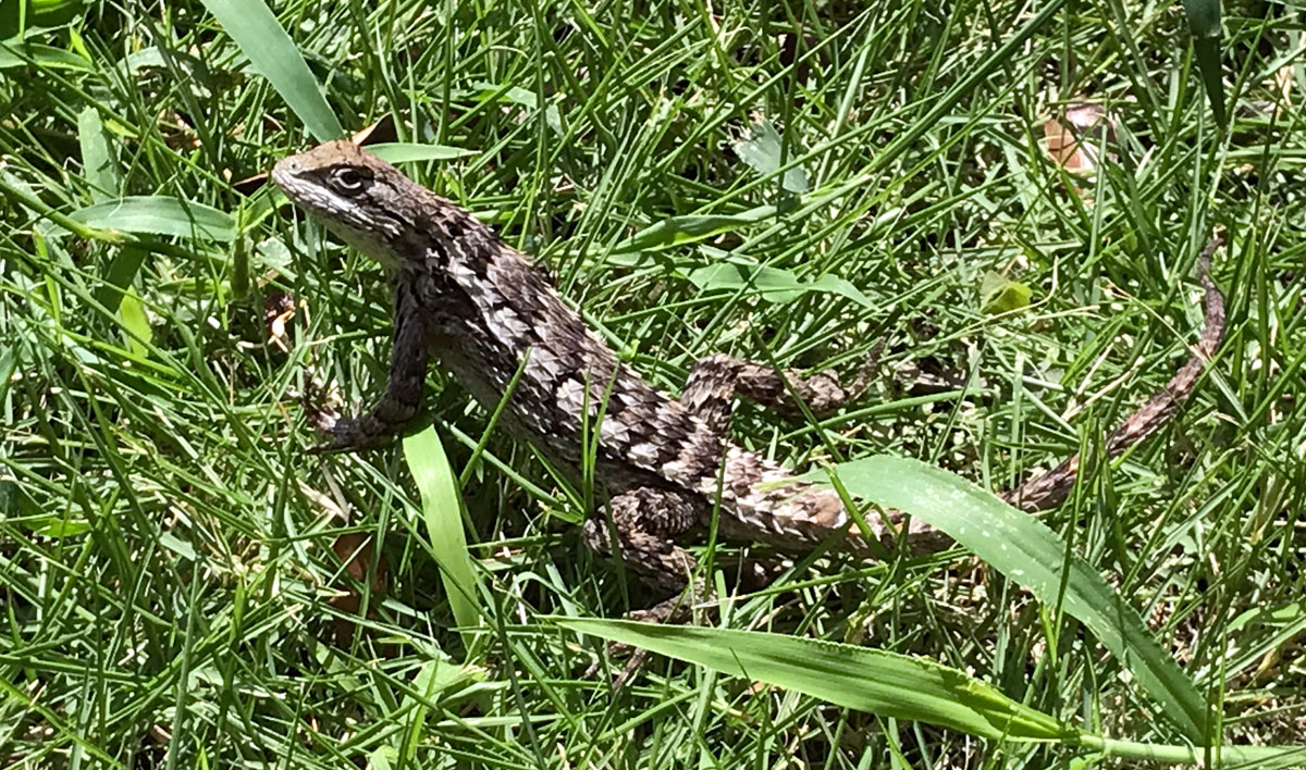 Texas Spiny Lizard found on a client's property in Dallas, Texas