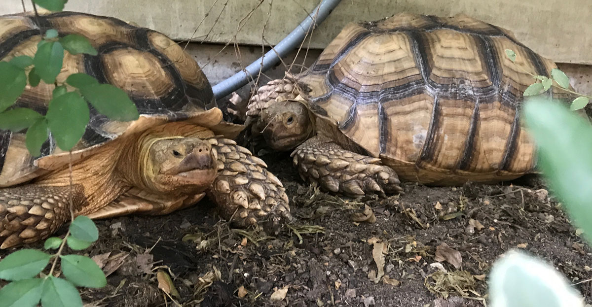 Sgt. Poopers provides waste removal for pet tortoises in Dallas, Texas.