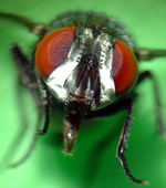 Head of a fly